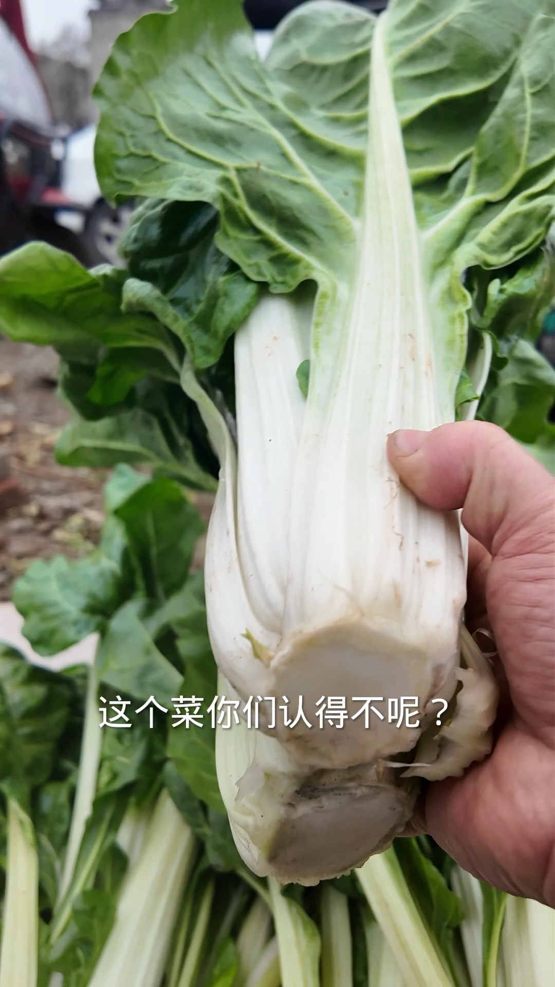 牛皮菜在四川人的手中从猪草变成了美食