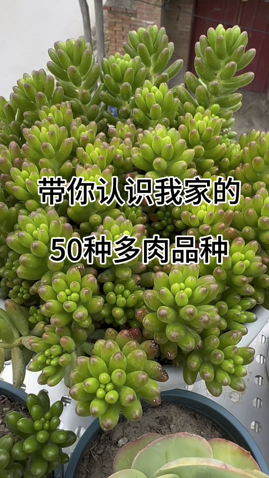 带你认识我家的50种多肉品种，看看你家的多肉品种吧#养花人