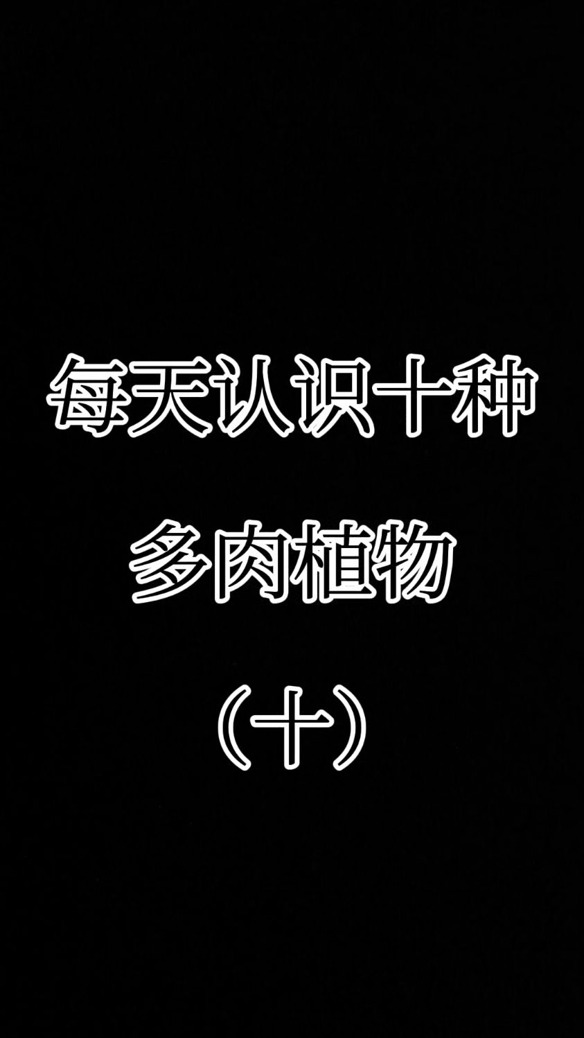 每天认识十种多肉植物（十）#多肉植物##认识多肉 #种草好物推荐