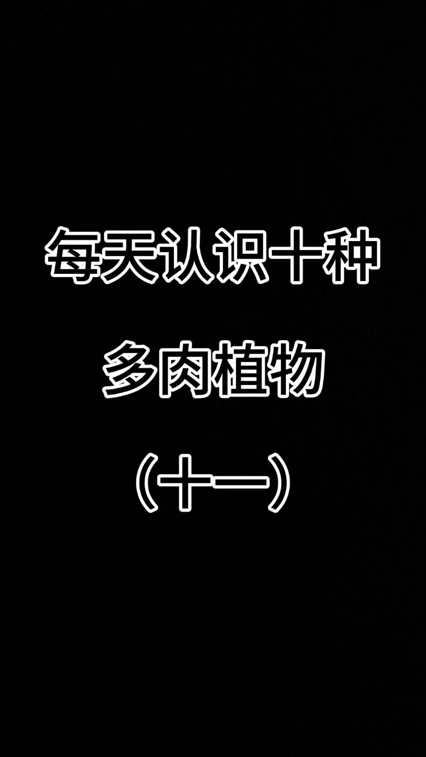 每天认识十种多肉植物（十一）#认识多肉植物 #多肉品种##种草好物