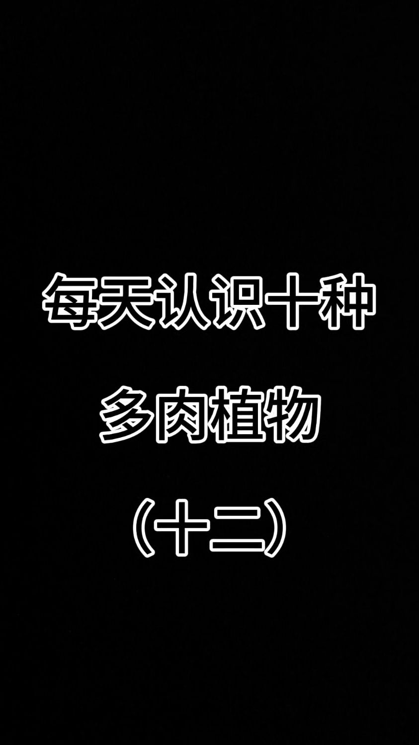 每天认识十种多肉植物（十二）#认识多肉 #多肉品种 #种草好物推荐