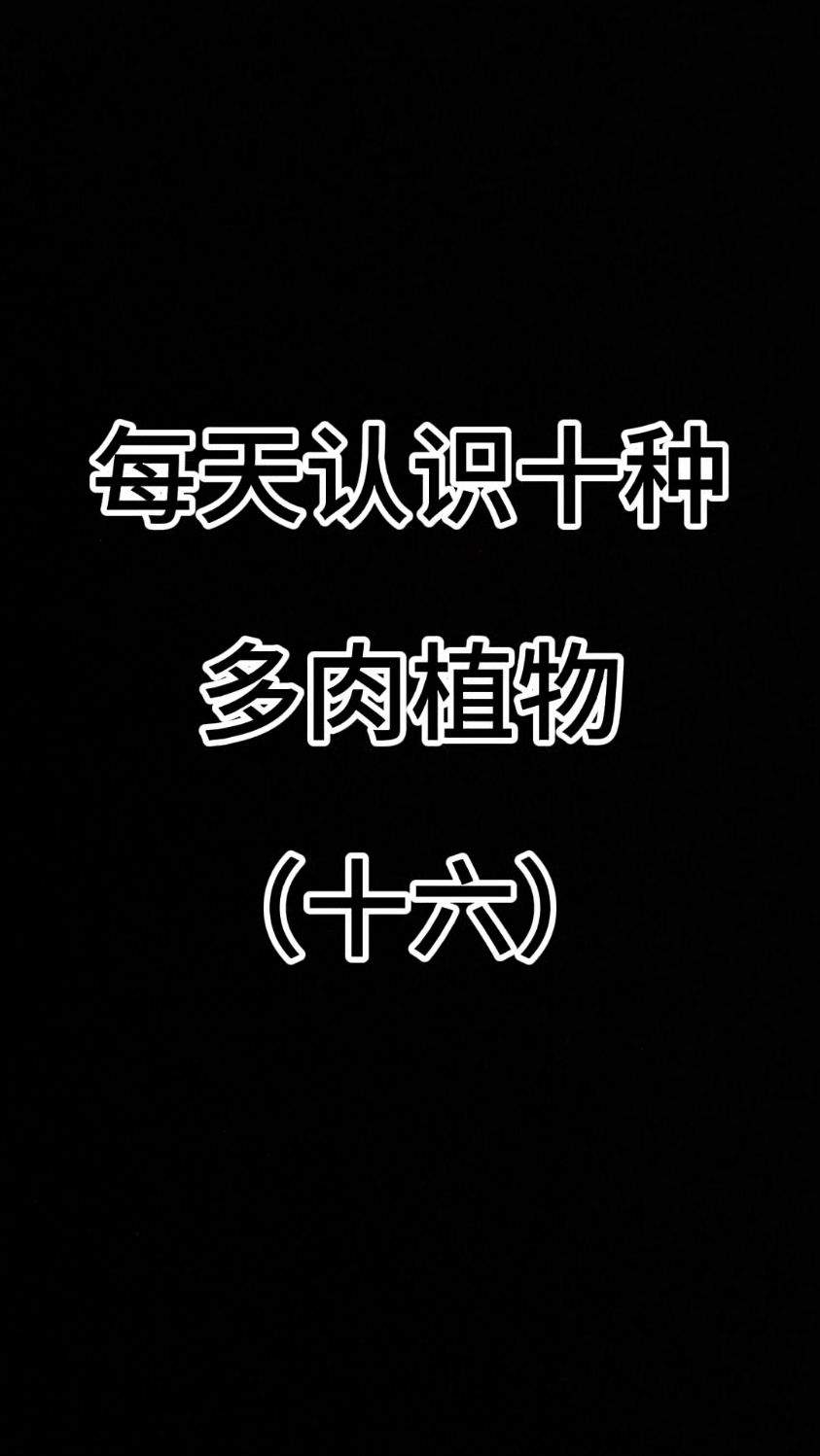 每天认识十种多肉植物（十六）#多肉品种##子宝多肉## #种草好物分