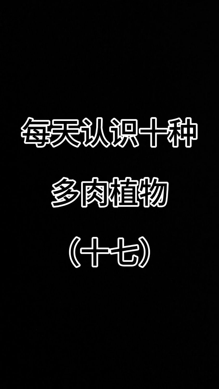 每天认识十种多肉植物（十七）#认识多肉 #蓝豆 #绿豆多肉 #种草好