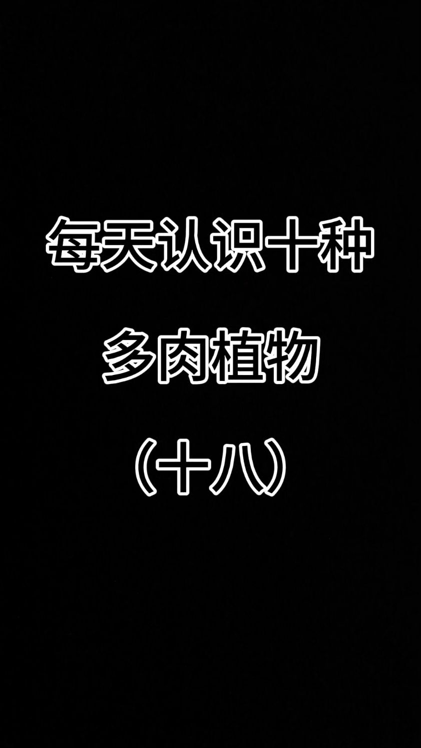 每天认识十种多肉植物（十八）#认识多肉植物 #多肉品种 #水泡系列