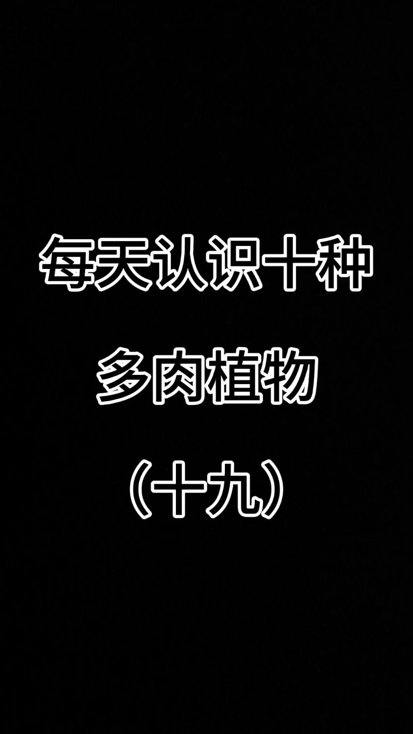 每天认识十种多肉植物（十九）#认识多肉植物 #多肉品种##天狗之舞