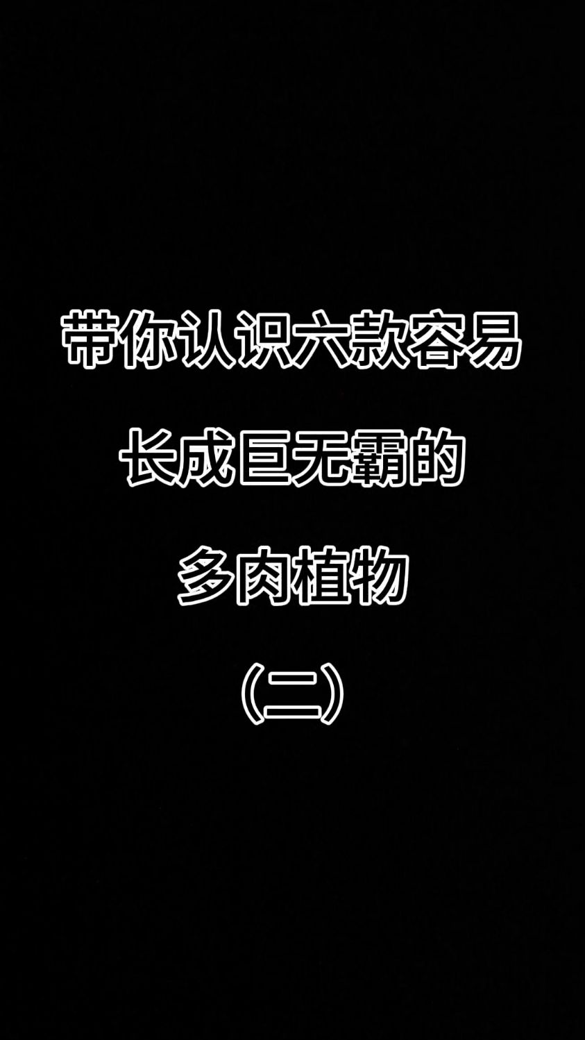 带你认识六款容易长成巨无霸的多肉植物（二）#多肉翠花 #多肉乌木