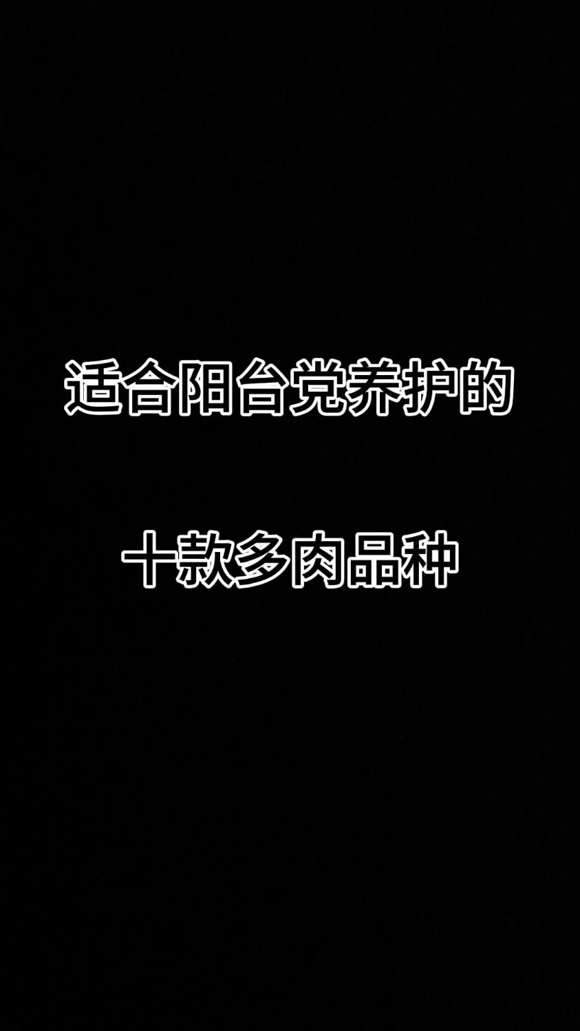 适合阳台党的十款多肉品种#橙梦露#肉锥 #赫拉