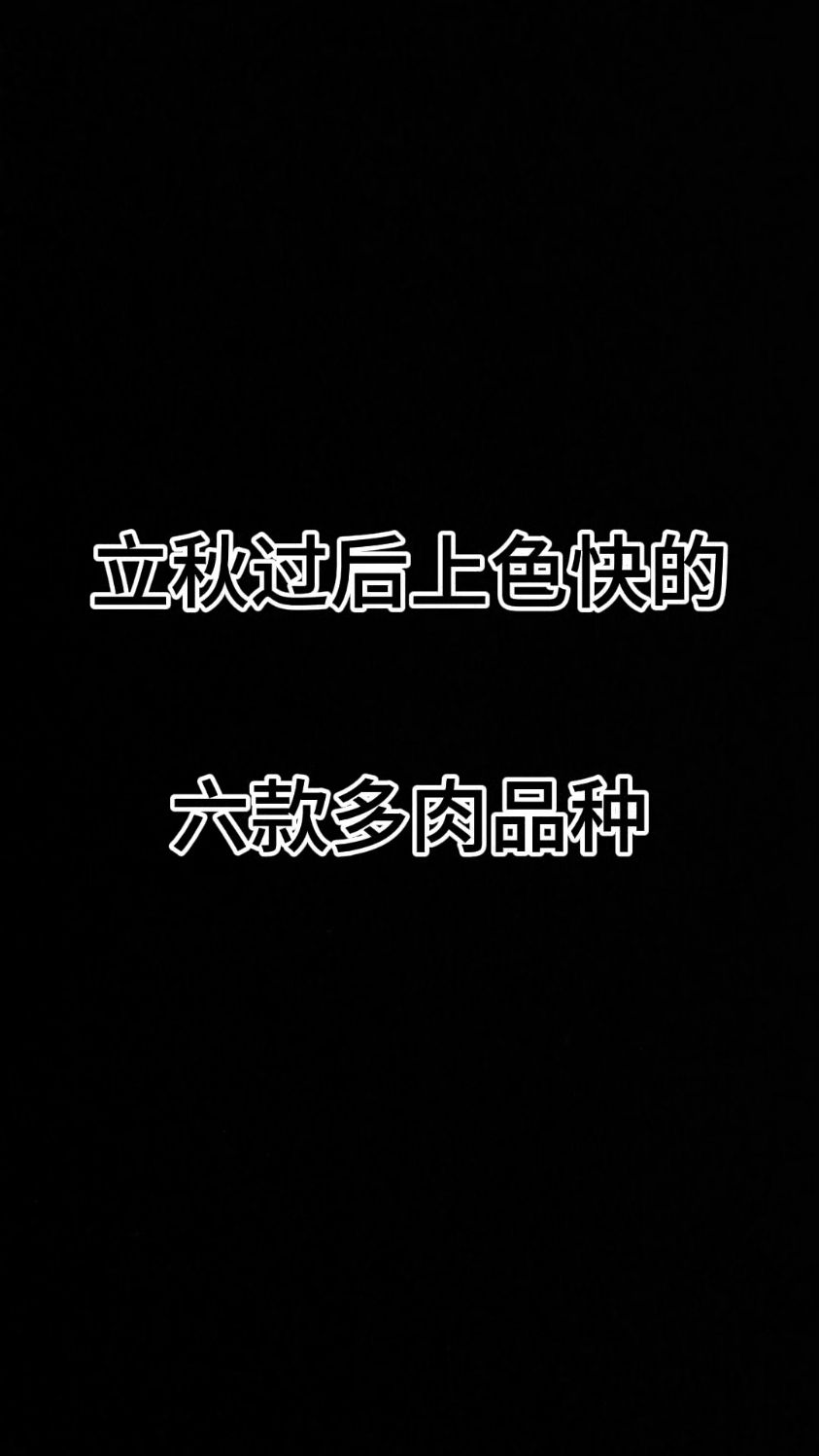 立秋过后上色快的六款多肉品种