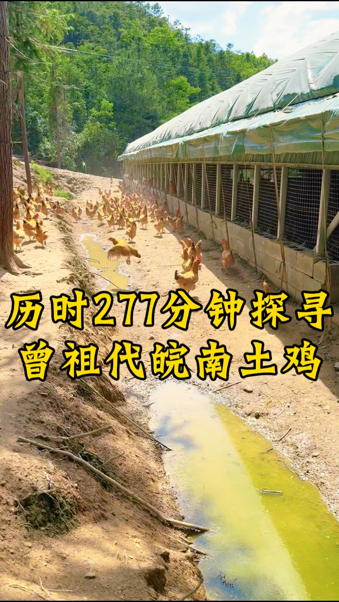 探寻真正的皖南散养土鸡