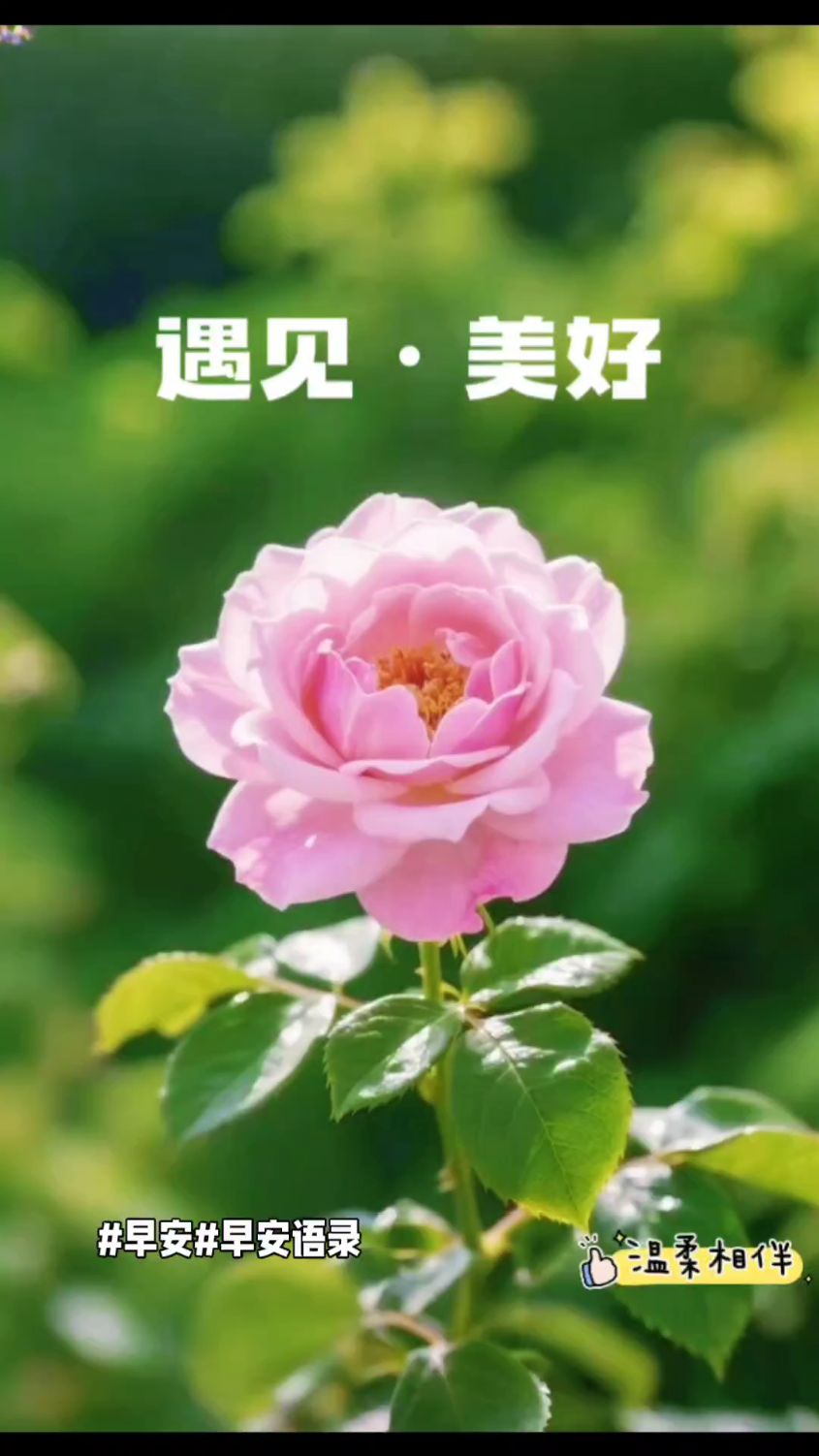 8月17日 早安语录