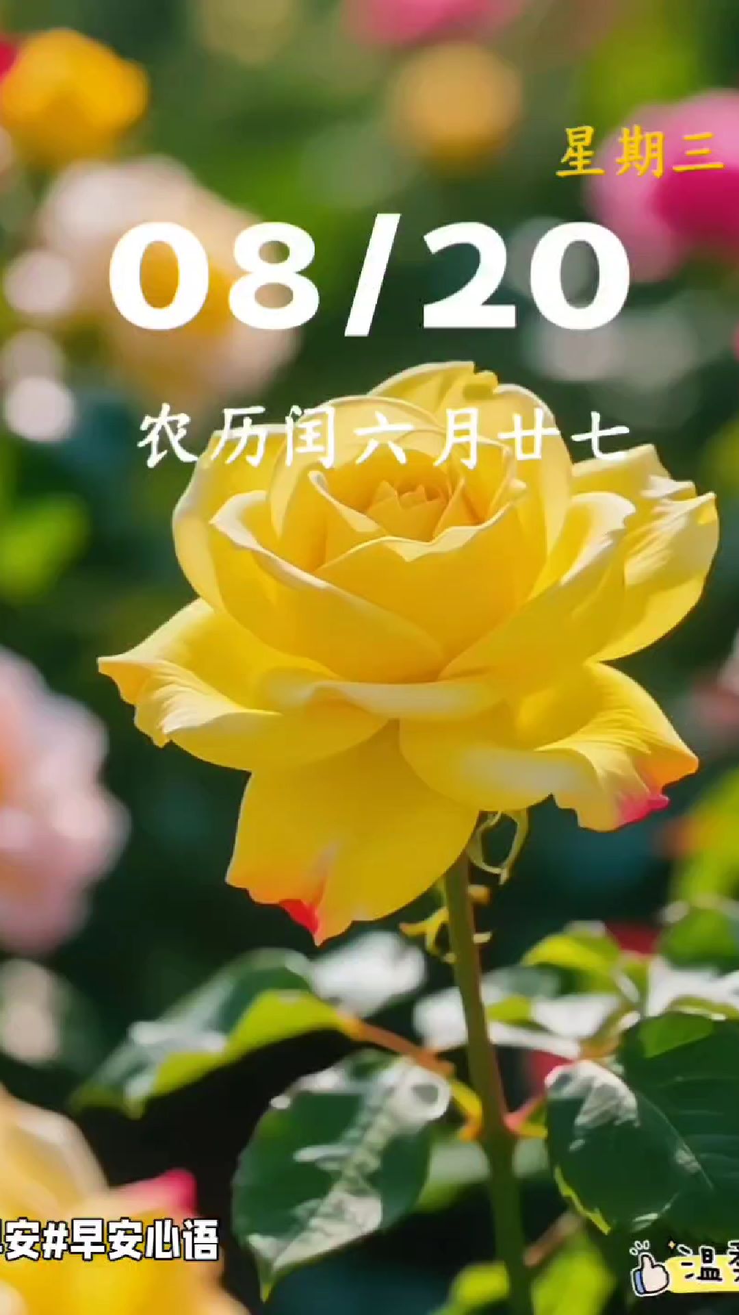 8月20日早安语录 人生最珍贵的,是平淡的相守