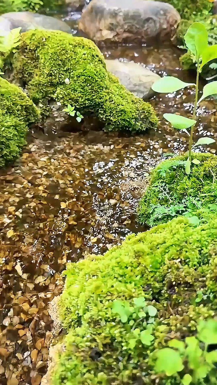 懂行人才知道!溪流才是生态鱼池的“心脏”