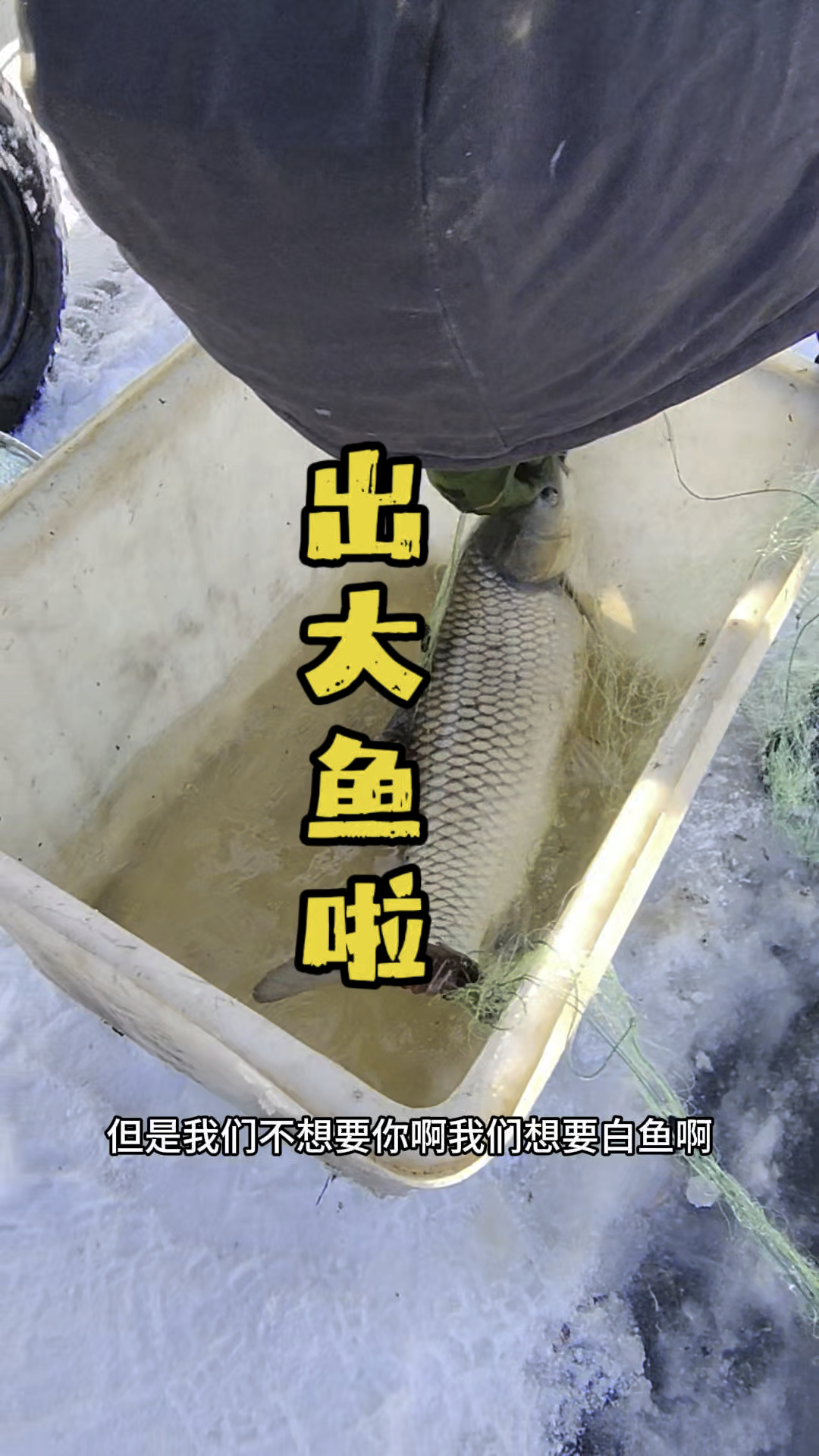 老杜鱼池鱼有多大?十多斤的胖头大鲤鱼,太招人稀罕了