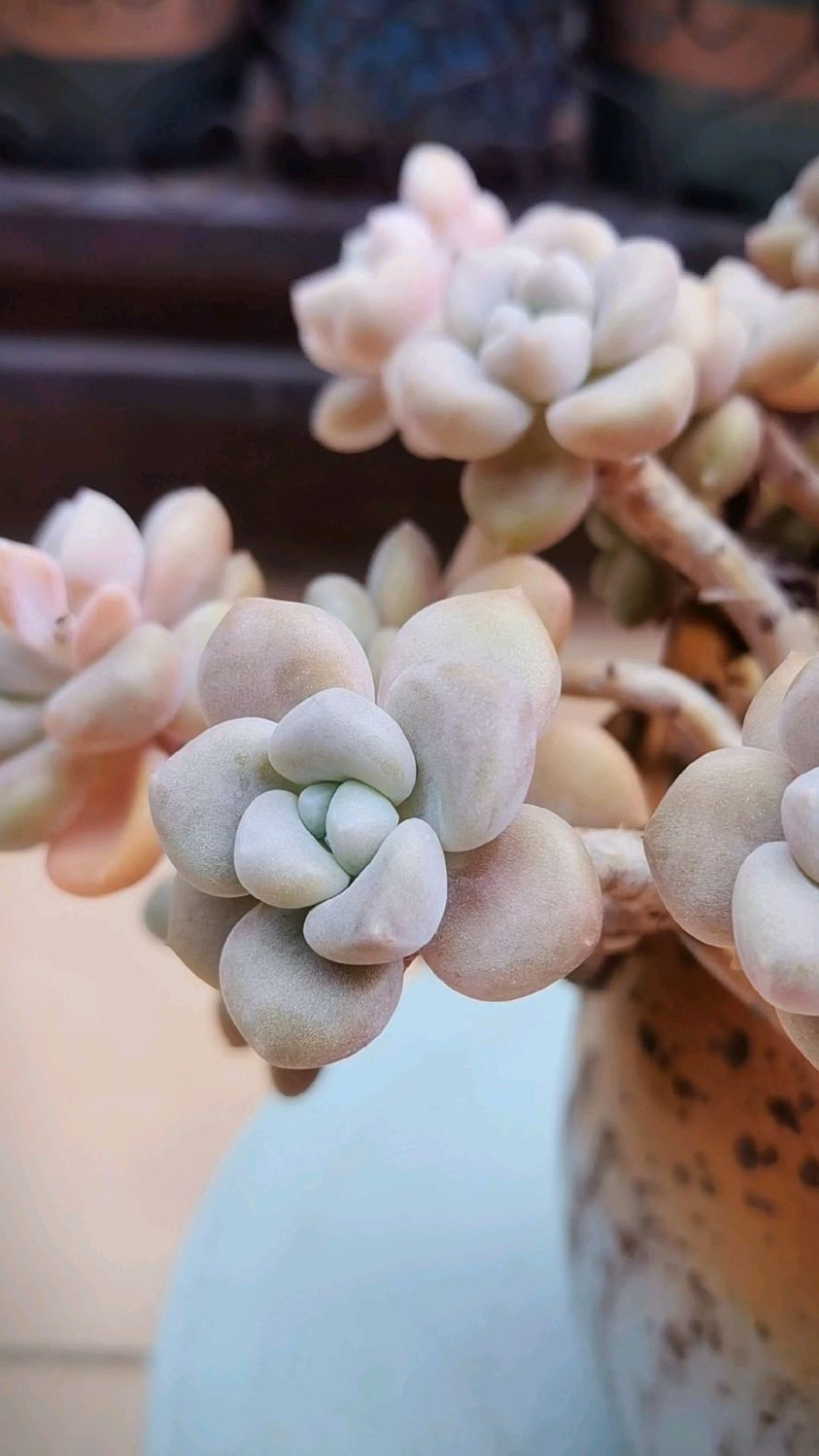 克洛伊是少有的能在广州养好的圆滚滚类型多肉!