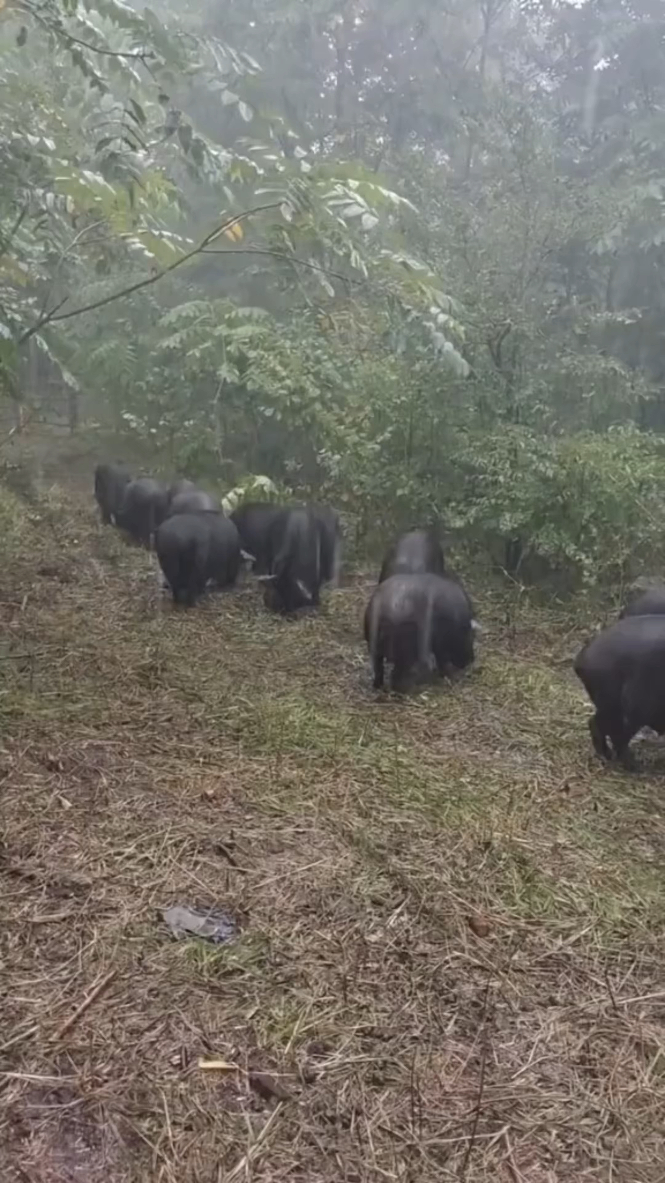 雨天出来遛弯的黑猪#黑猪#黑猪肉#礼盒#礼卡