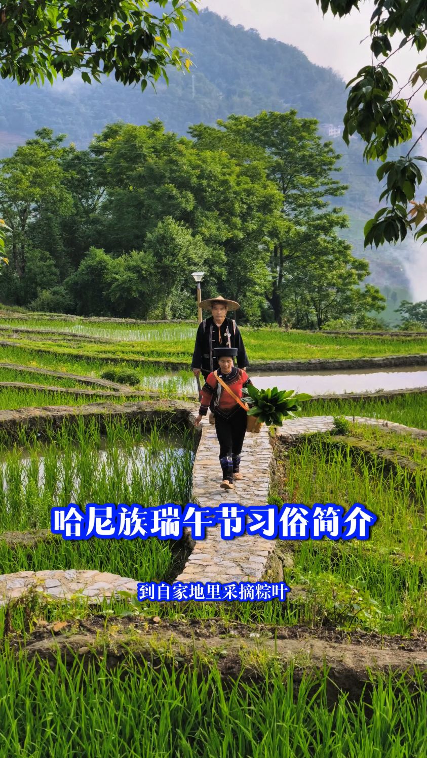 哈尼族端午节习俗简介。6月1日《云南村长有请》哈尼“好葵葵”