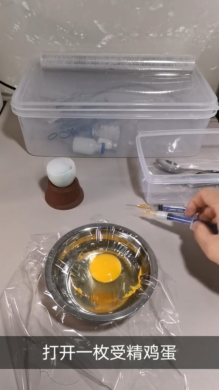 鸭蛋壳孵化小鸡第一天