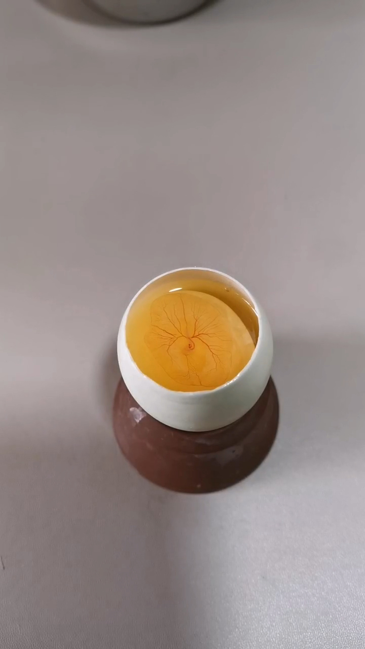 用鸭蛋壳孵化小鸡第四天