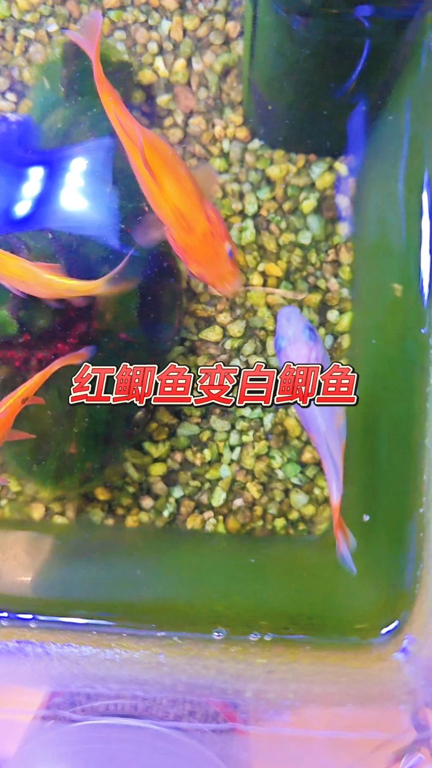 急!养的红鲫鱼一天天变白了,怎么回事?怎么办?