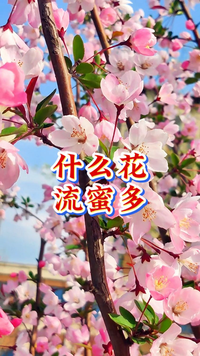 什么花流蜜最多,今天给大家总结一下