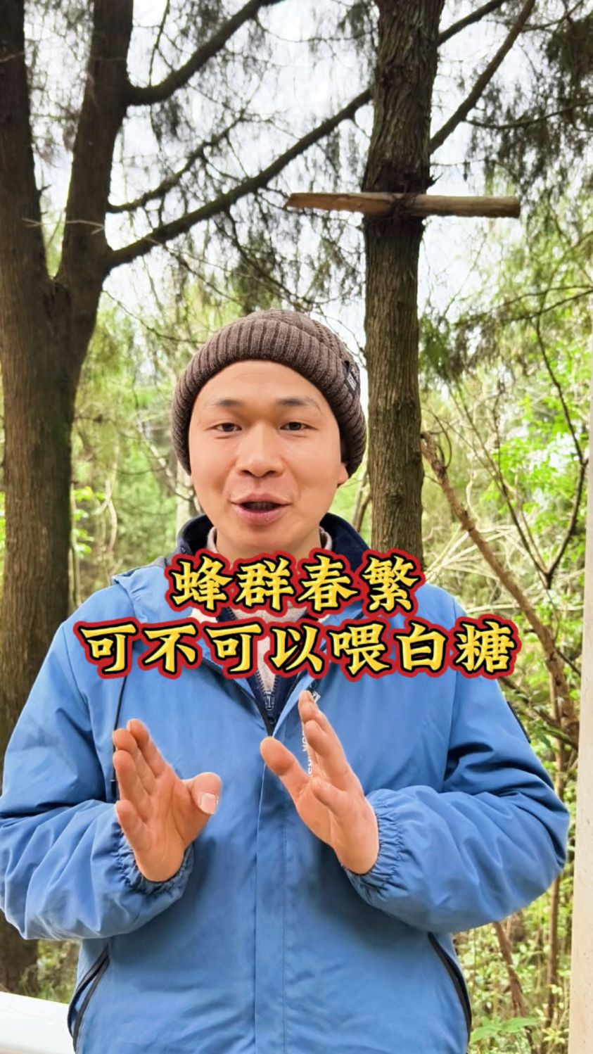 蜂群春繁可不可以喂白糖,比例是多少