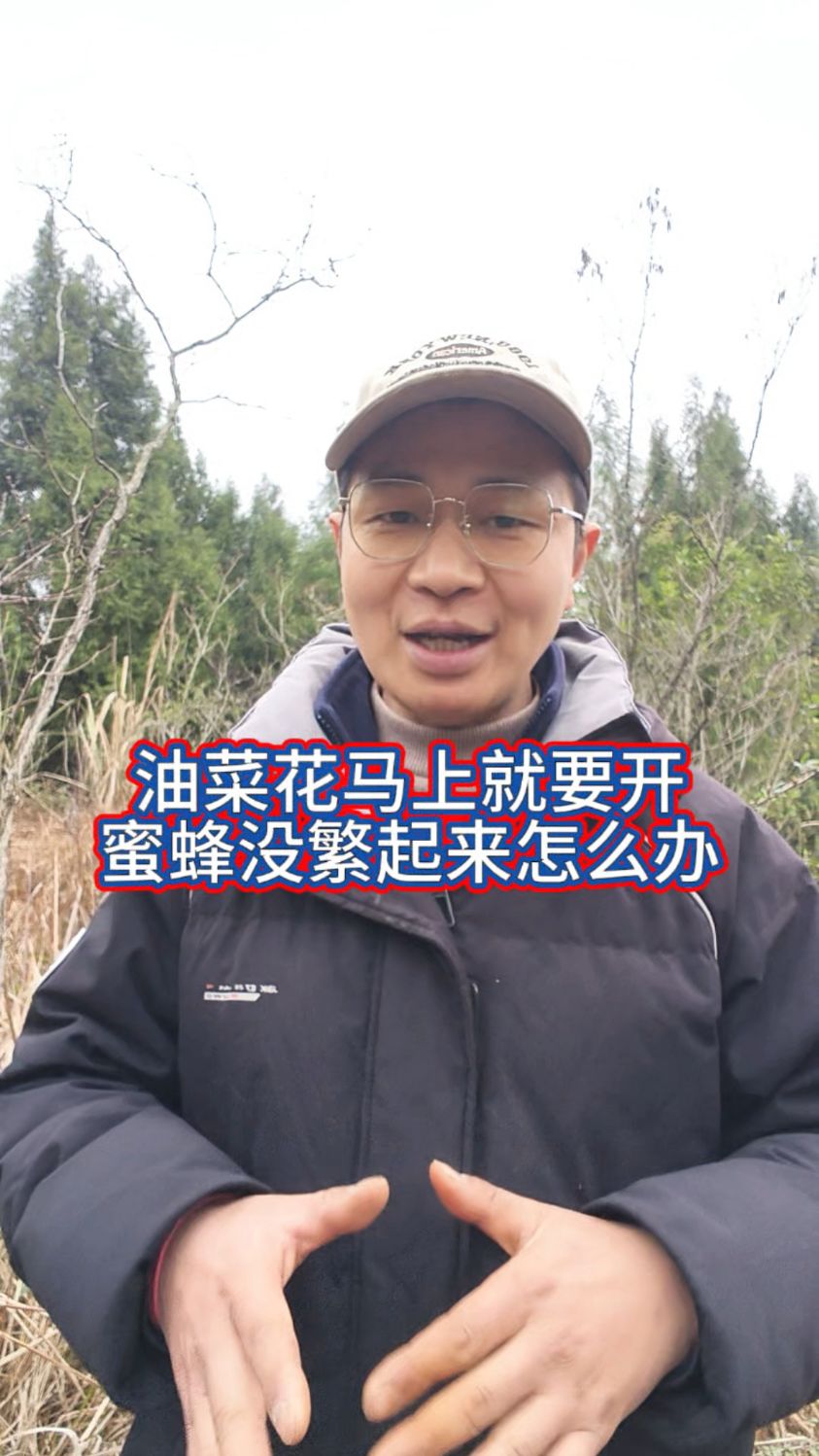 外界油菜花马上就要开了,蜜蜂还没繁起来怎么办