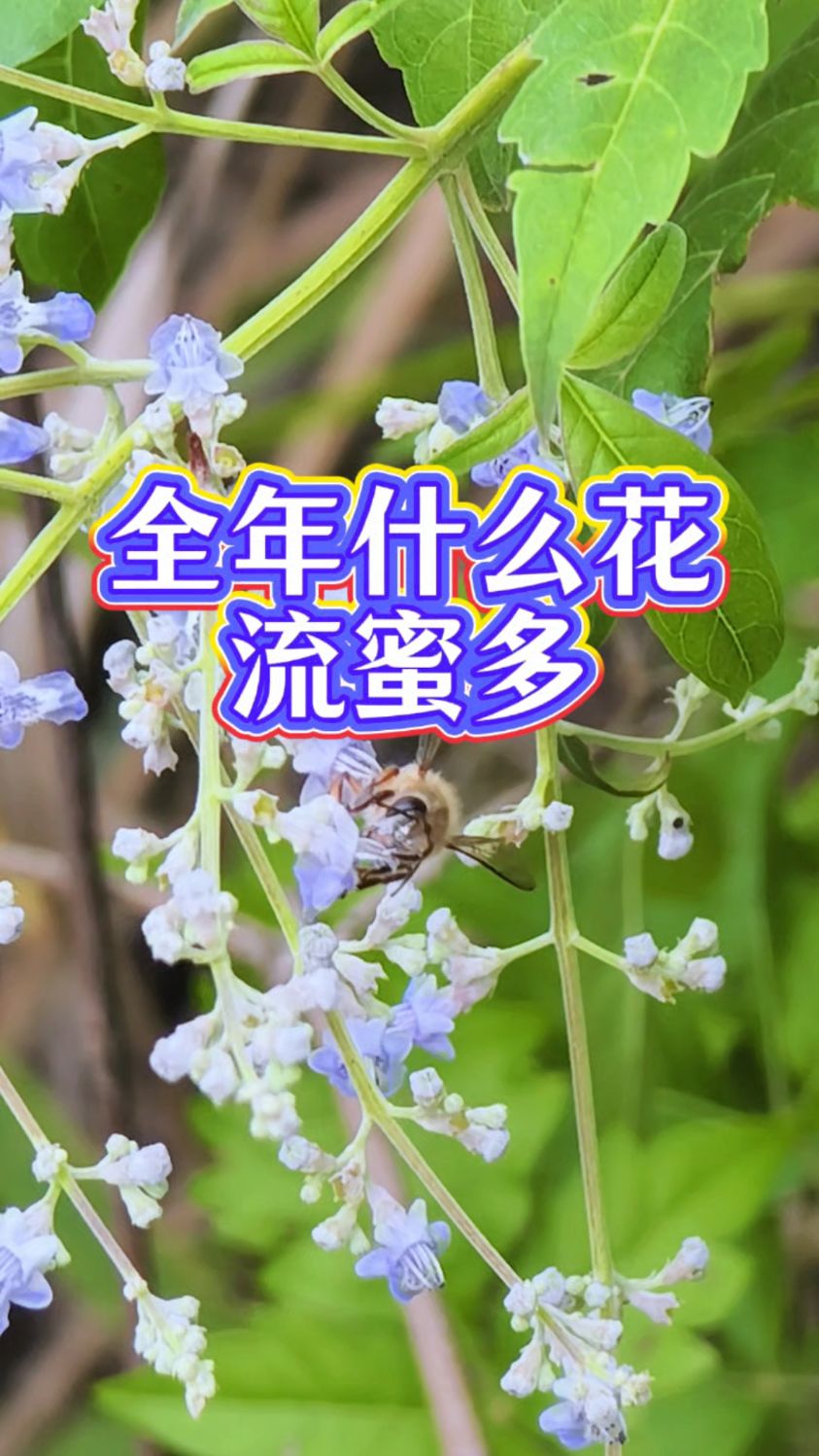 一年四季什么花流蜜多