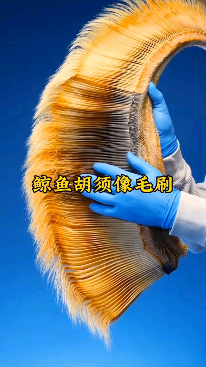 鲸鱼胡须看起像毛刷,而人吞入胃里,几分钟就会死亡。