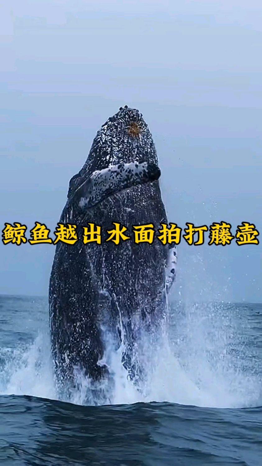 鲸鱼越出水面换气,喷出的雾状水柱真壮观。