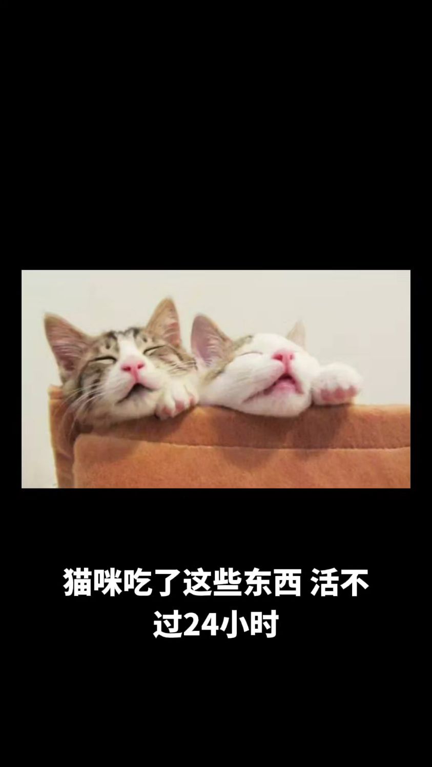 猫吃了这些东西,活不过24个小时!