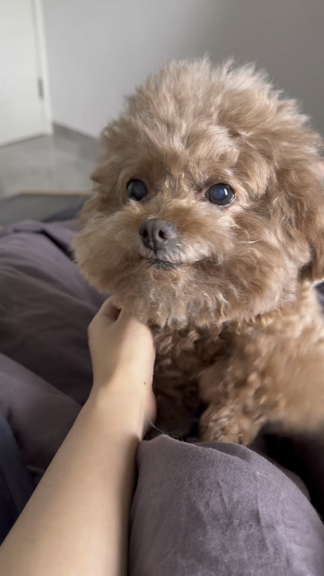 我是妈咪的宝贝猪