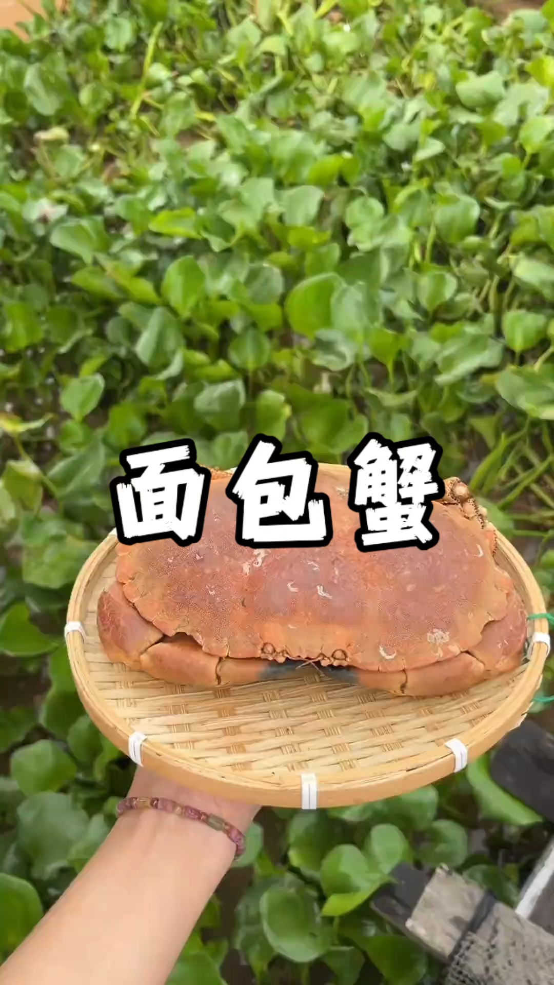 面包会有的，不信你看。