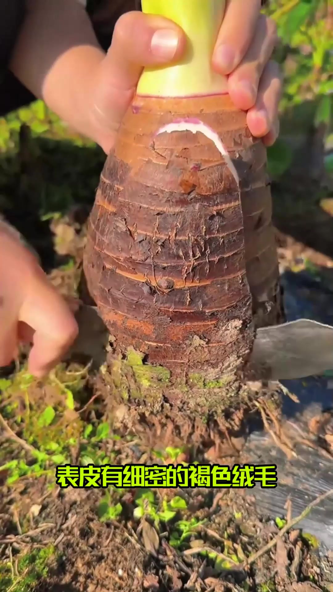 广西荔浦芋头耐放不易坏，秋冬囤货，一颗能吃好几天