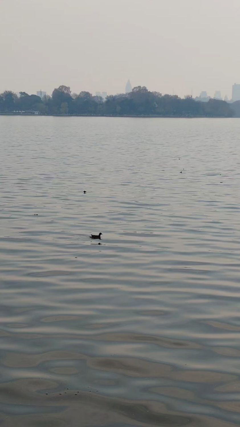 冬日玄武湖中戏水的小鸭子