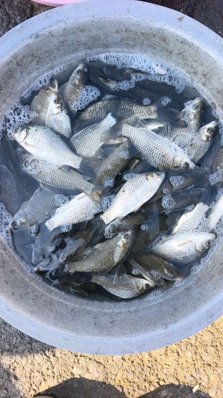 这个小鱼一斤多少钱?告诉我一下谢谢