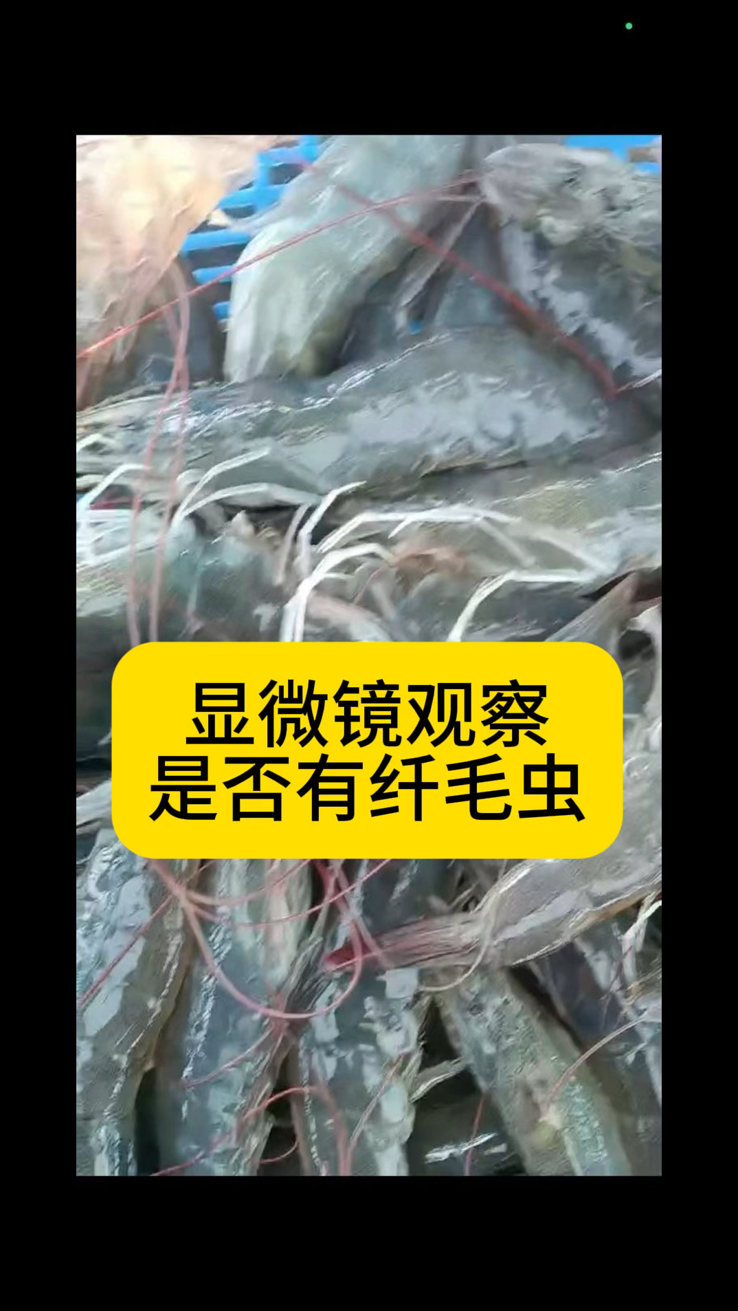 显微镜观察是否有纤毛虫。  @水产养殖网红花虾姐