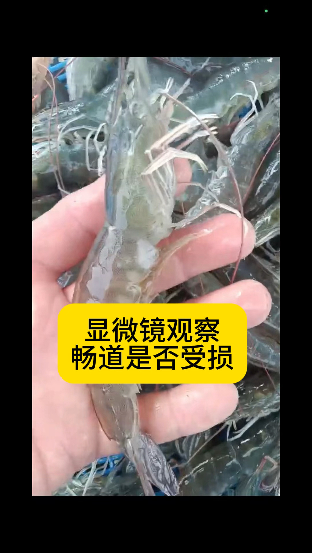 养虾技术@水产养殖网红虾姐。显微镜观察畅道是否受损