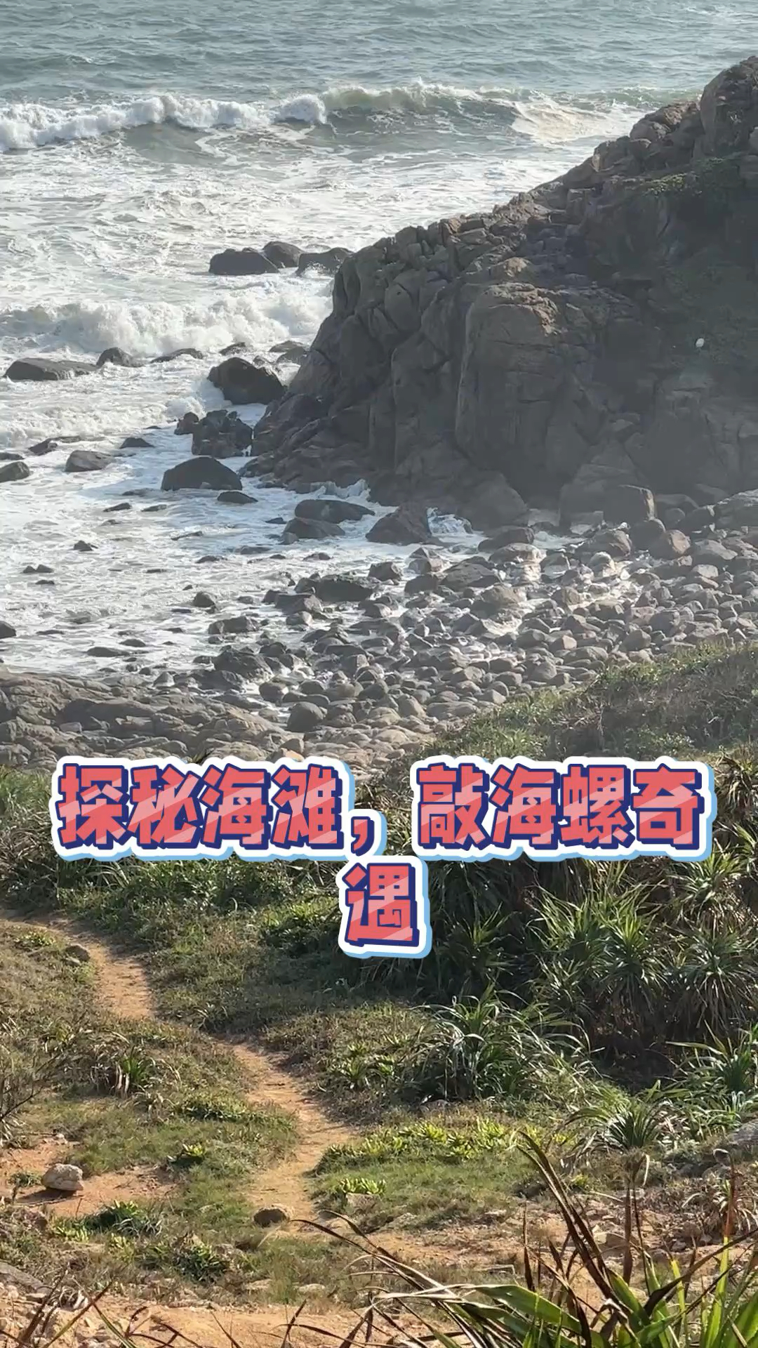 长在礁石上的美味,小鲍鱼螺越撬越上头