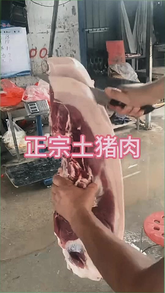 这种土猪肉你见过吗