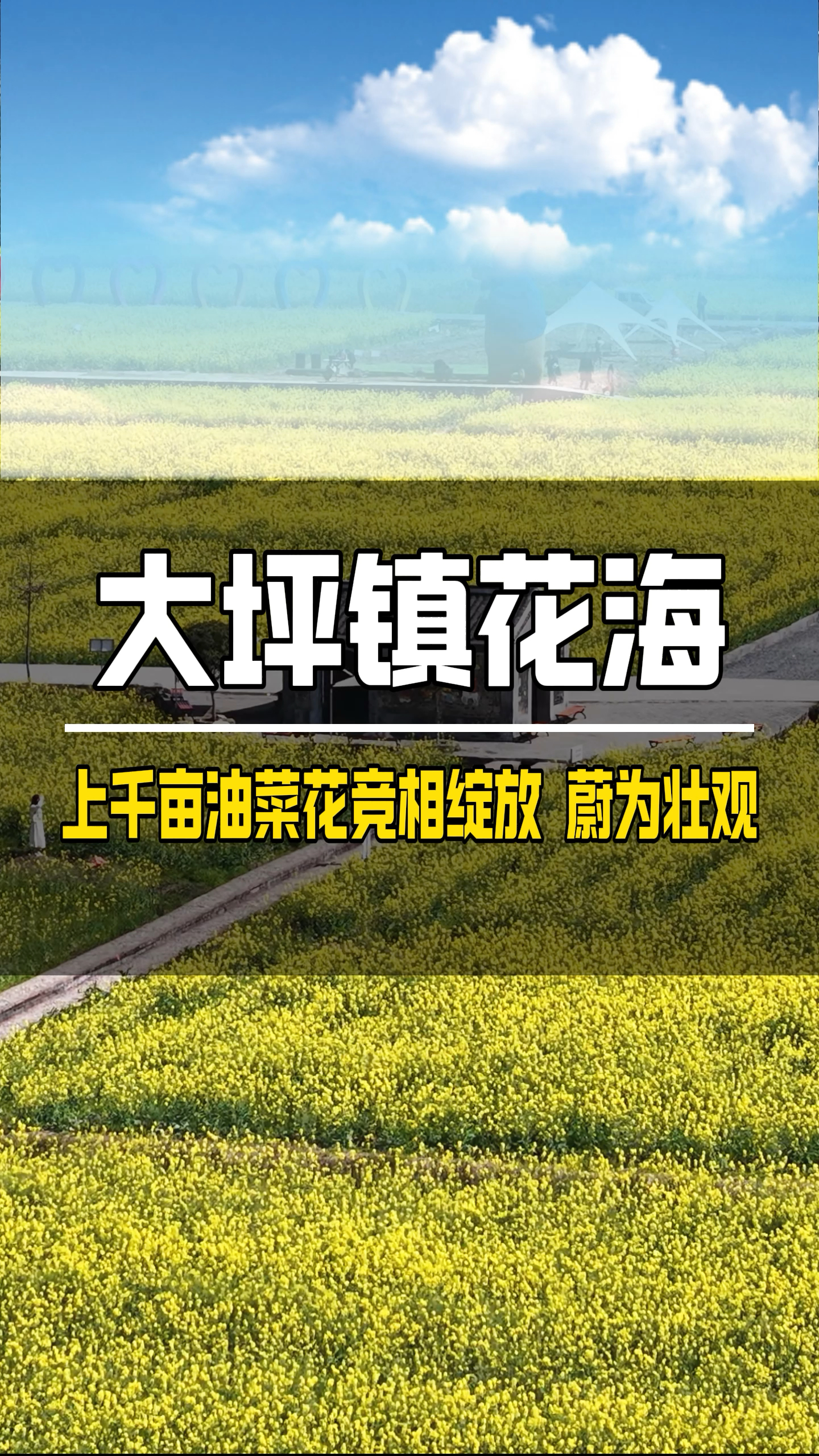 郴州汝城县大坪镇的油菜花海 千亩油菜花竞相绽放 蔚为壮观