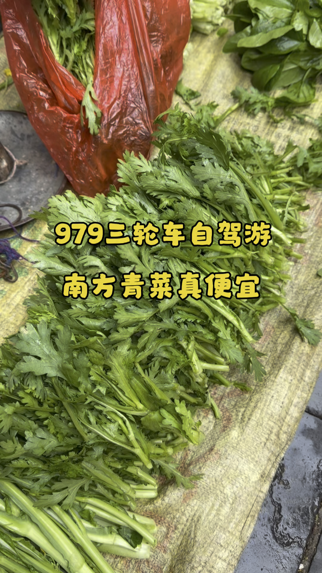 979三轮车自驾游 南方青菜真便宜 现摘现吃才是最新鲜的