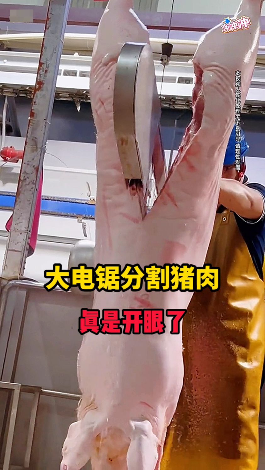 大电锯分割猪肉，真是开眼了