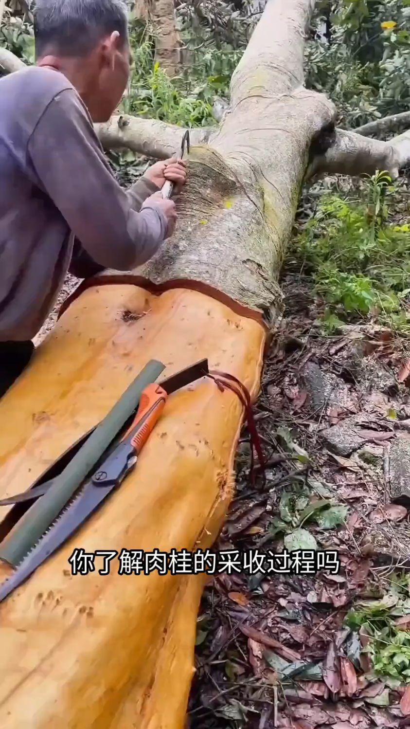 肉桂轻柔地从树枝上脱落,带着大自然的馈赠。