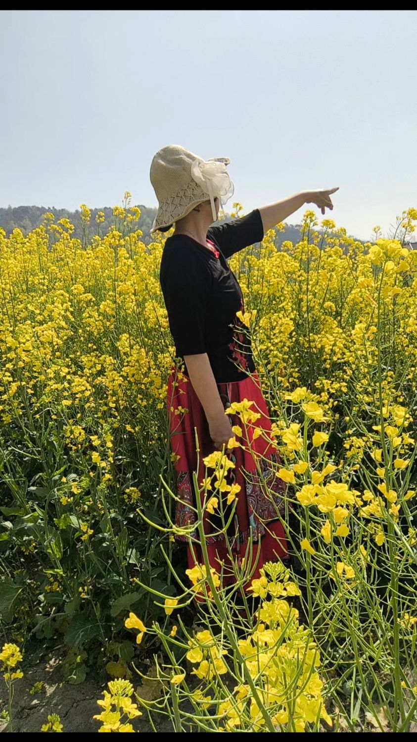 浙江嘉兴海盐南北湖油菜花盛开