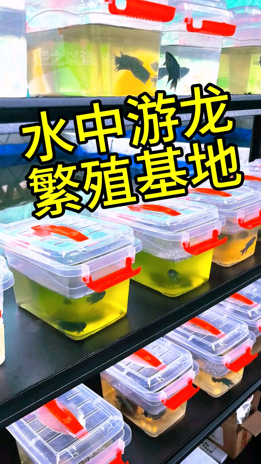 用心不一定会有， #水中游龙繁殖 #原创作品 #中国斗鱼养殖基地