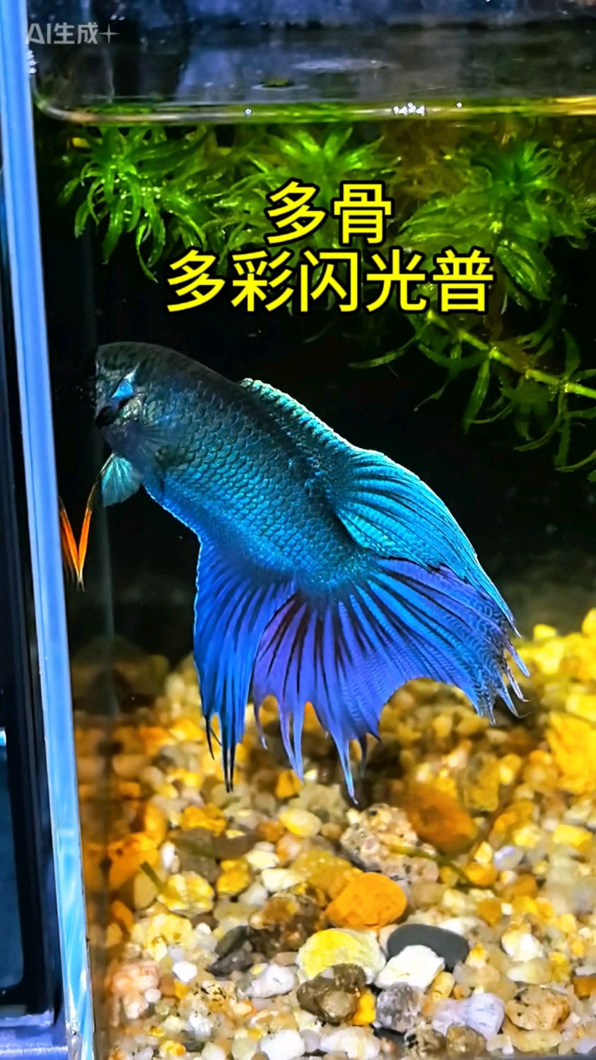 但凡你们河里能抓到#多骨闪光普#多彩闪光普#中国斗鱼改良版