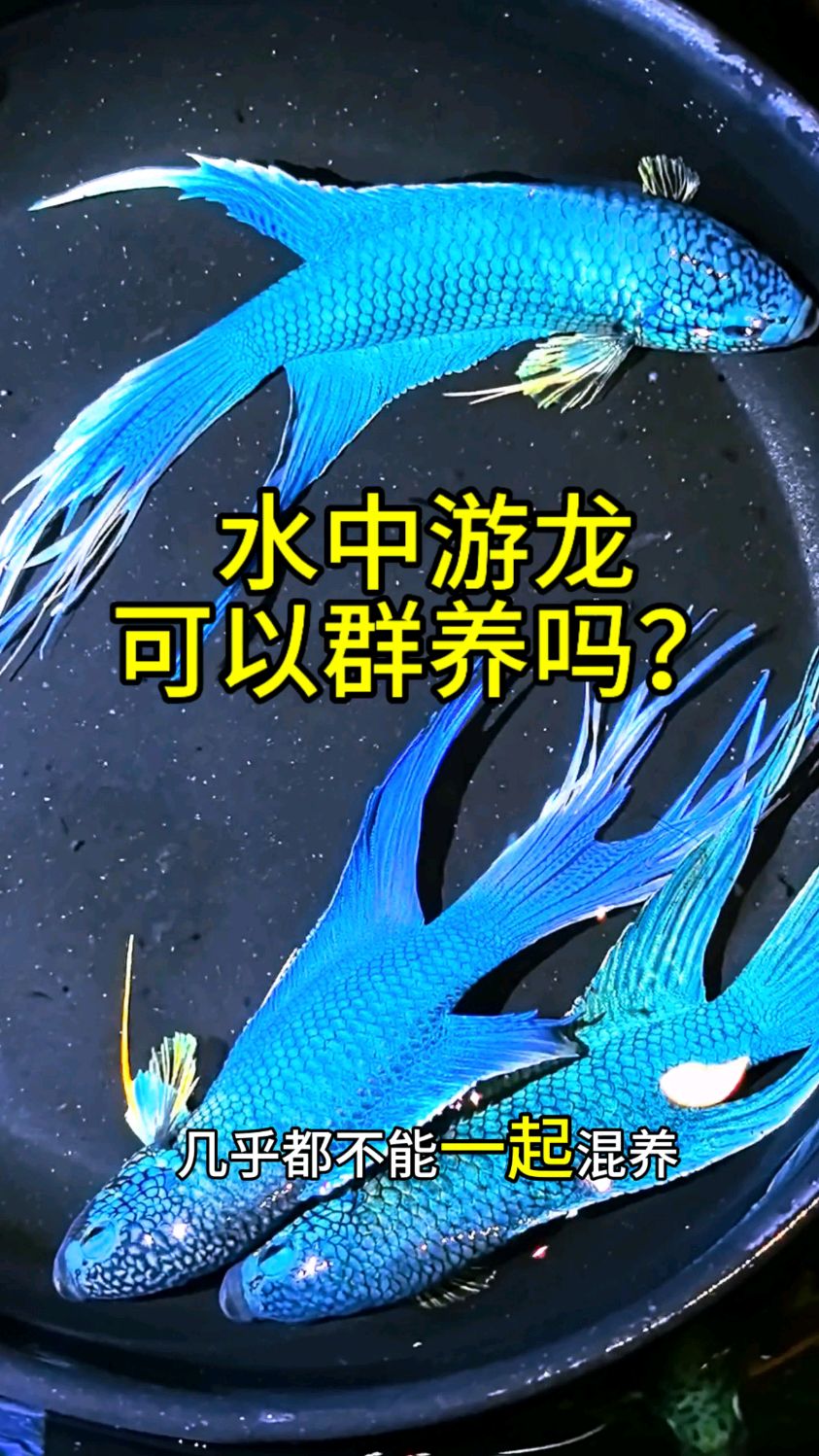 鱼缸环境够大,就不用考虑 #游龙可以混养吗 #不用打氧的鱼