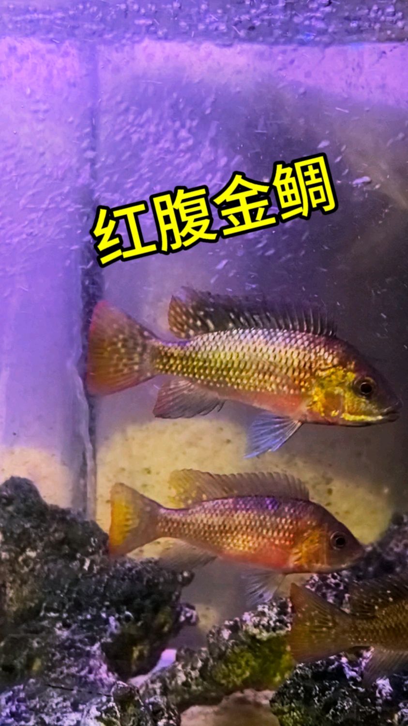 礠鲷科的鱼真的太多了,这个长着吉利的外表缺不同的色彩