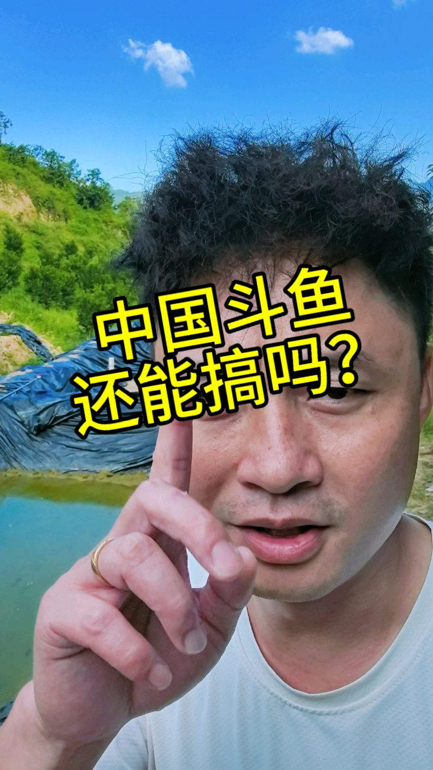 #斗鱼还能搞吗 #中国斗鱼繁殖技术 #斗鱼养殖场 #观赏鱼