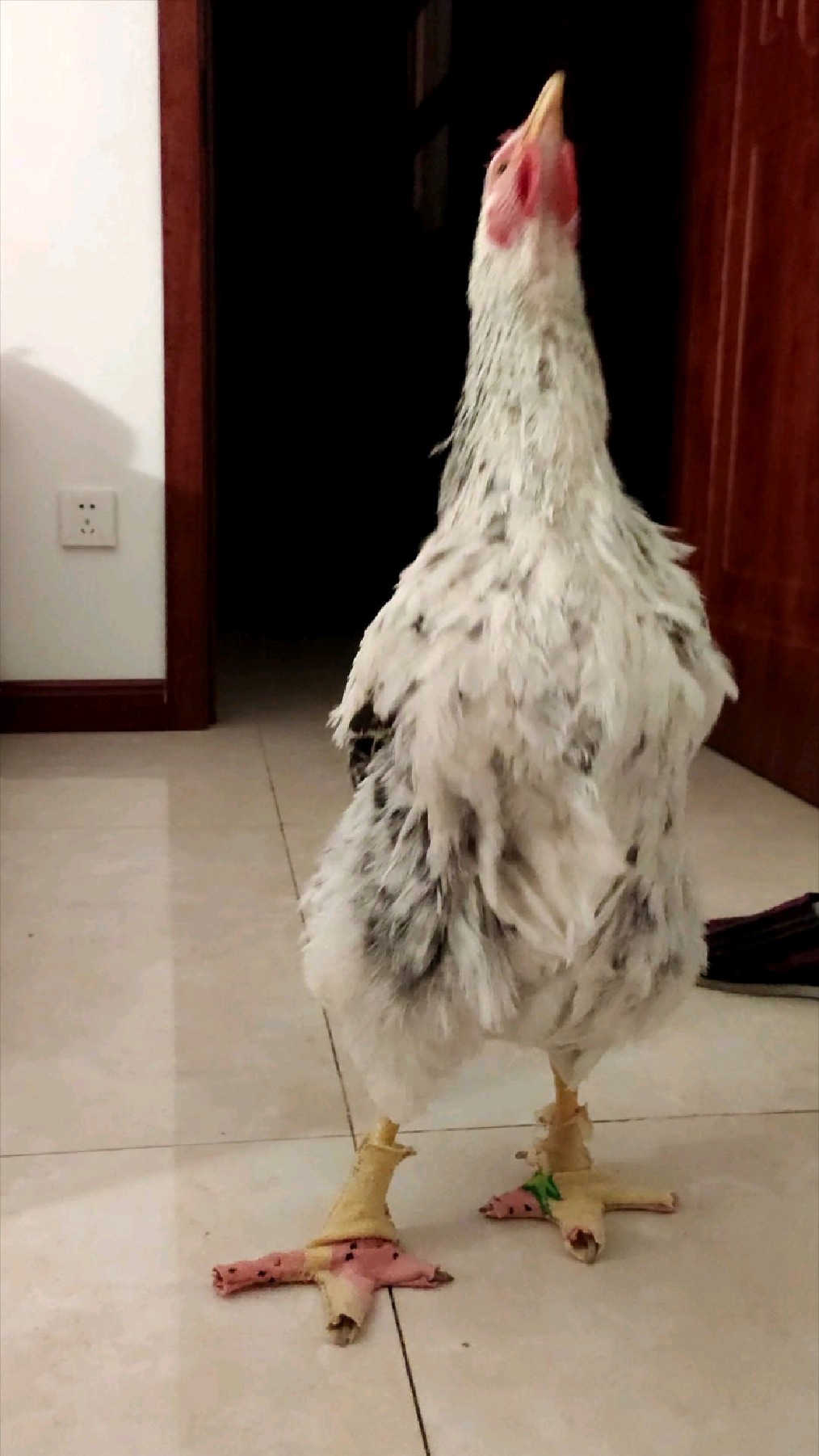 我的小鸡也有鞋子啦!